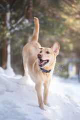 labrador dog playing in winter forrest portrait