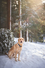 labrador dog playing in winter forrest portrait