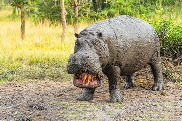 Muddy old hippo (Hippopotamus amphibius) standing out of mud, Lake Mburo national park, Uganda - obrazy, fototapety, plakaty
