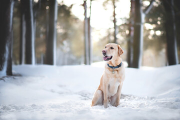 labrador dog playing in winter forrest portrait