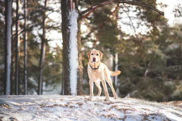Fototapeta na wymiar labrador dog playing in winter forrest portrait