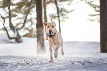 labrador dog playing in winter forrest portrait