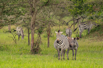 Burchells zebras (Equus quagga burchellii), Lake Mburo National Park, Uganda © Tomas Drahos