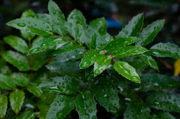 dew on a leaf