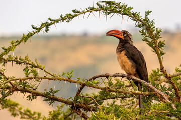 Crowned hornbill (Tockus alboterminatus) perched on acacia tree, Lake Mburo, Uganda