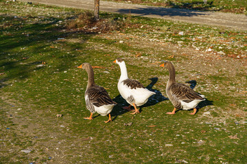 Geese