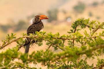 Crowned hornbill (Tockus alboterminatus) perched on acacia tree, Lake Mburo, Uganda