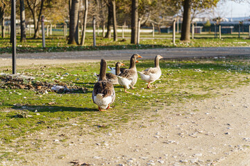 Fototapeta premium Geese