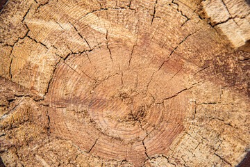 tree ring fresh cut pine wood