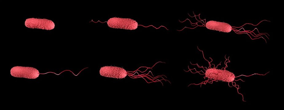 Flagella arrangement in bacteria: Monotrichous, Amphitrichous, Lophotrichous, Amphilophotrichous, Peritrichous. Atrichous means no flagella. 3d illustration, isolated on black background