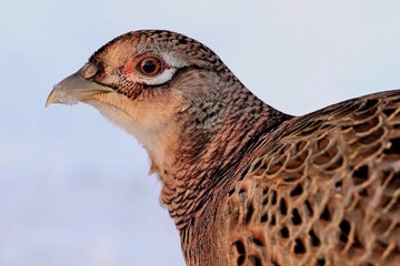 Porträt eines Fasanen Weibchens (Phasianus colchicus).