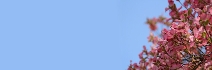 Pink blossoms against blue sky, tree Florida dogwood (Cornus florida) native to Northern America and commonly planted as an ornamental tree in public areas