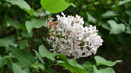 Blooming spring flowers. Beautiful flowering flowers of lilac tree. Spring concept. The branches of lilac on a tree in a garden.