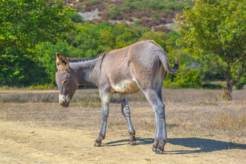a young donkey in the summer in a field