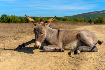 a young donkey in the summer in a field