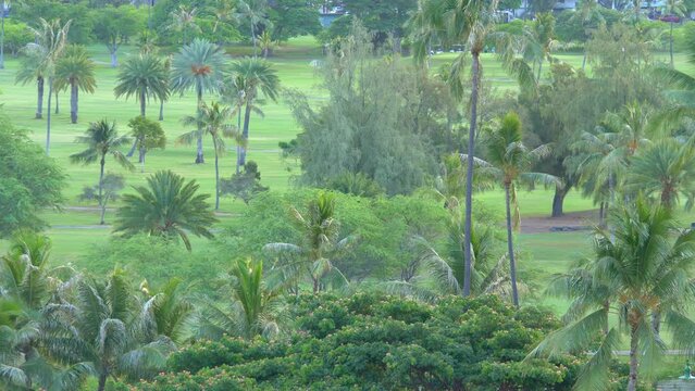 Golf field in tropics in 4k