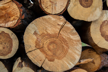Naklejka premium Fresh cut pine tree logs in the forest