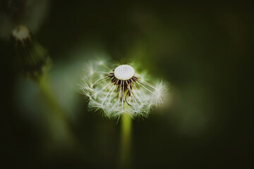 Top view of a beautiful dandelion with white fluffy seeds blooming in a field among dark grasses in summer. Nature.