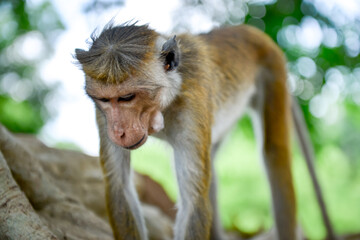 macaque à toque portrait