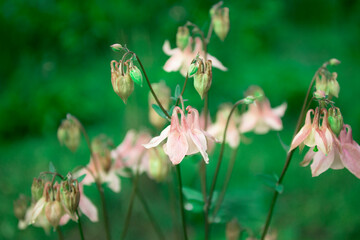 Selective focus close up of beautiful Aquilegia vulgaris Clementine Salmon Rose blossoms in the flower garden.