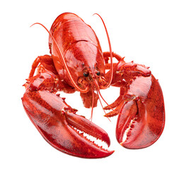 Cooked lobster isolated on white background, full depth of field