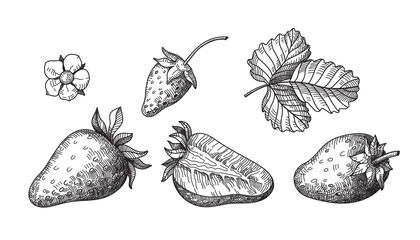 Strawberry hand drawn vector illustration