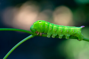 Beautiful green caterpillar creeps on a green plant in the garden