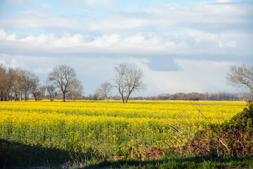 Rapsfeld in voller Blüte, Frühling, gelb