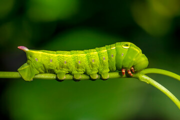 Beautiful green caterpillar creeps on a green plant in the garden