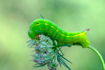 Beautiful green caterpillar creeps on a green plant in the garden