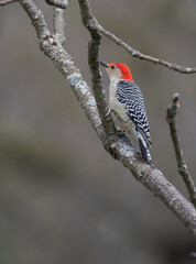 Red-Bellied Woodpecker out on a small tree branch