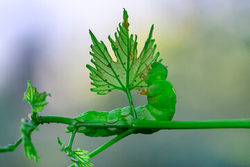 Beautiful green caterpillar creeps on a green plant in the garden