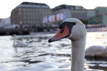 Swan in Hamburg, Sunset at the Alster