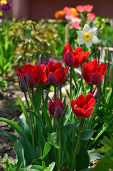 Obraz premium Blooming tulips in the garden.