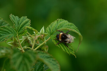 Dunkle Erdhummel (Bombus terrestris)	