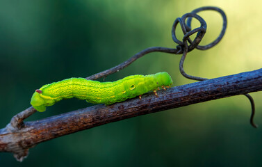 Beautiful green caterpillar creeps on a green plant in the garden