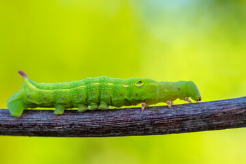 Beautiful green caterpillar creeps on a green plant in the garden