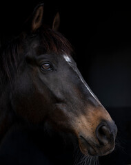 Fototapeta na wymiar horse portrait at livestock in countryside