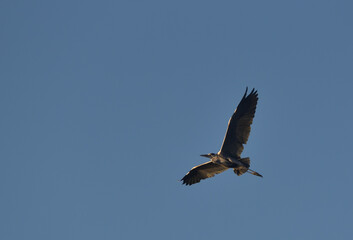 Grey heron in flight seen from below