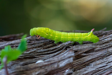 Beautiful green caterpillar creeps on a green plant in the garden