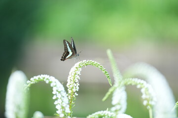 Butterly on flower nature garden