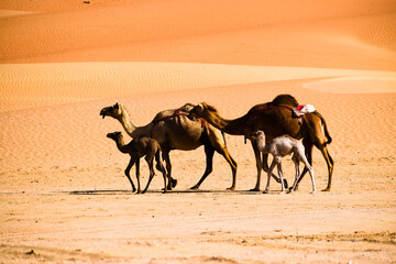 Camels are working animals especially suited to their desert habitat and are a vital means of transport. “ships of the desert”