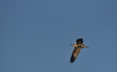 Grey heron in flight seen from below