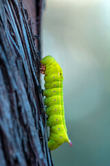 Beautiful green caterpillar creeps on a green plant in the garden
