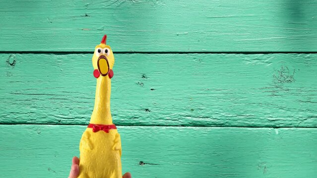 Hand holds a rubber toy duck on a colored background. The chicken is screaming. Wooden wall background.