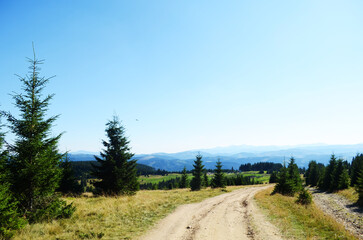 Flying crows in the blue sky above the forest.
