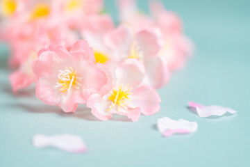 Cherry blossoms or sakura flowers on sky blue background, Spring or flora background, Nobody	