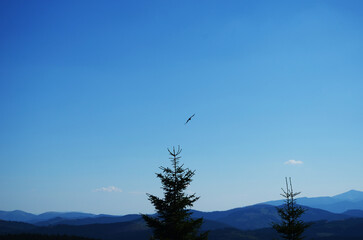 Flying crows in the blue sky above the forest.