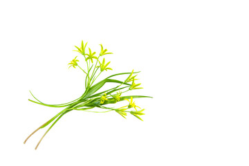 Yellow Gagea lutea flowers for spring postcard