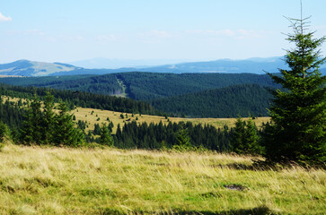 Flying crows in the blue sky above the forest.